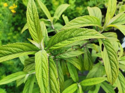 Comanthosphace dependens Comanthosphace dependens