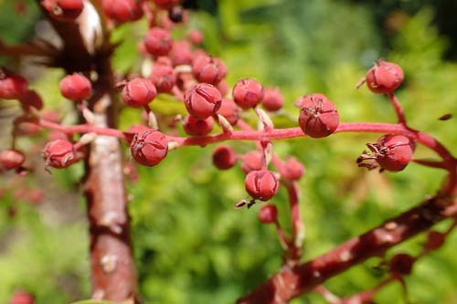 Coriaria japonica Coriaria japonica