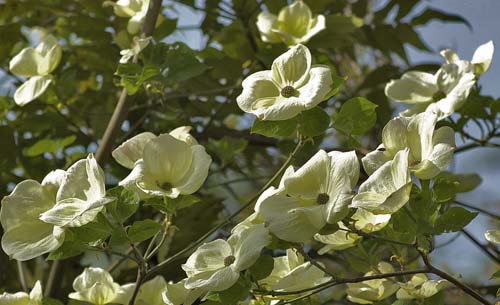 Cornus 'Eddie's White Wonder' Cornus 'Eddie's White Wonder'
