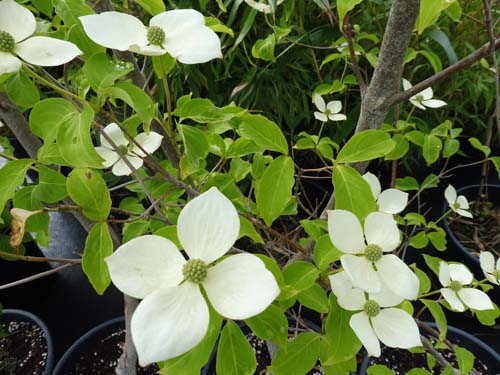 Cornus 'Norman Hadden'