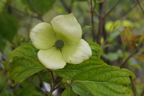 Cornus 'Porlock'