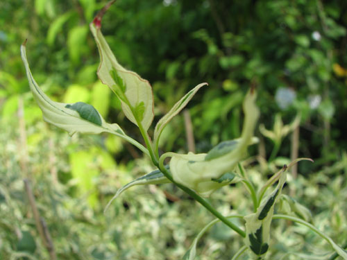 Cornus alternifolia 'Argentea'