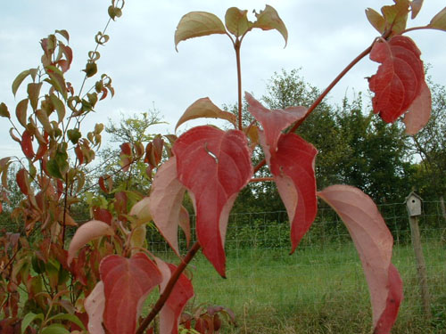 Cornus alternifolia