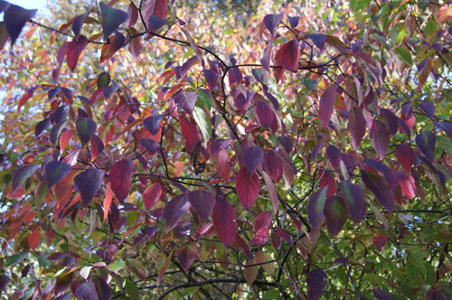 Cornus amomum