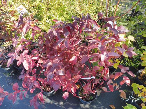 Cornus baileyi Cornus baileyi