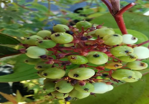 Cornus californica Cornus californica