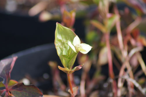 Cornus canadensis