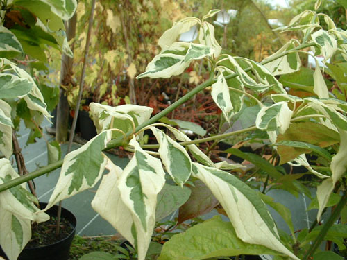 Cornus controversa 'Variegata' Cornus controversa 'Variegata'