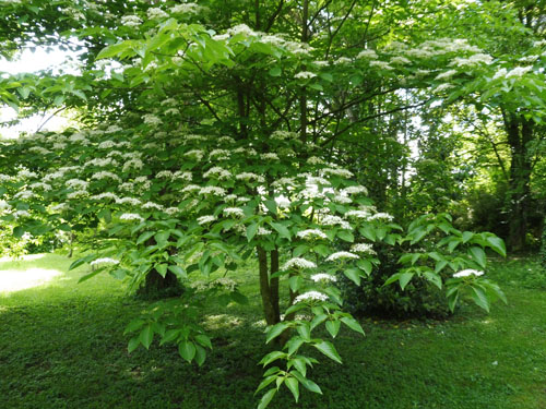 Cornus controversa Cornus controversa