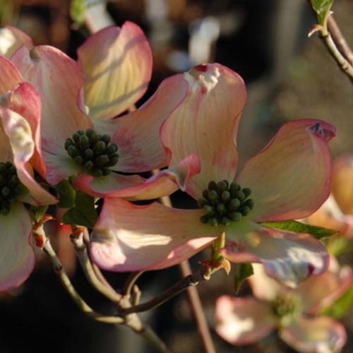 Cornus florida 'Appalachian Blush' Cornus florida 'Appalachian Blush'