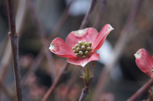 Cornus florida 'Cherokee Chief'