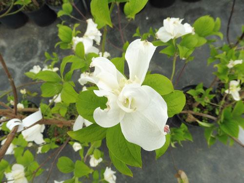 Cornus florida 'Pluribracteata'
