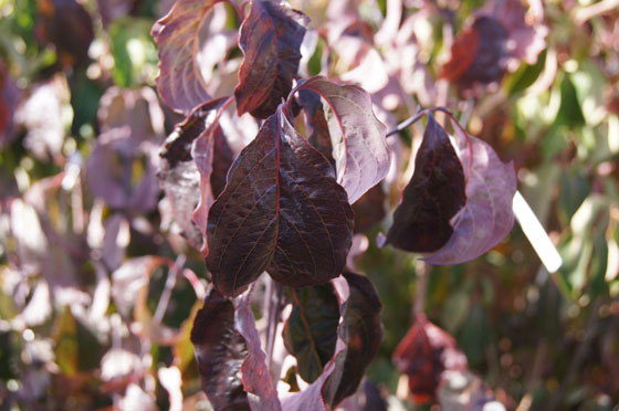 Cornus florida 'Purple Glory'