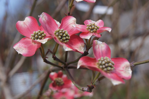 Cornus florida 'Royal Red'