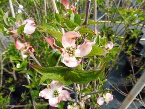 Cornus florida 'Willy's New Red' Cornus florida 'Willy's New Red'