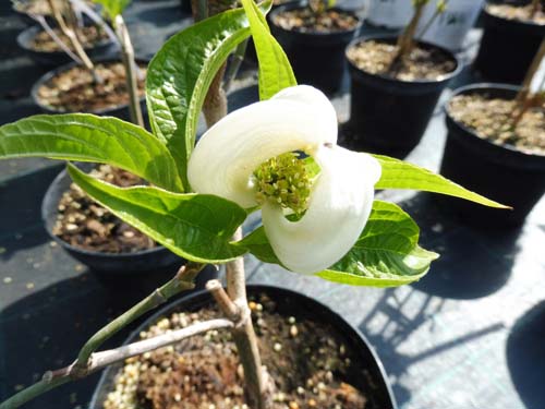Cornus florida ssp. urbiniana Cornus florida ssp. urbiniana