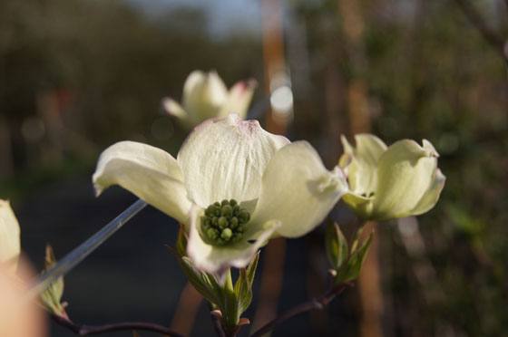 Cornus florida