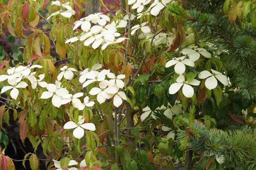 Cornus hongkongensis