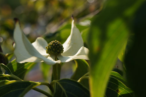 Cornus kousa 'All Summer'
