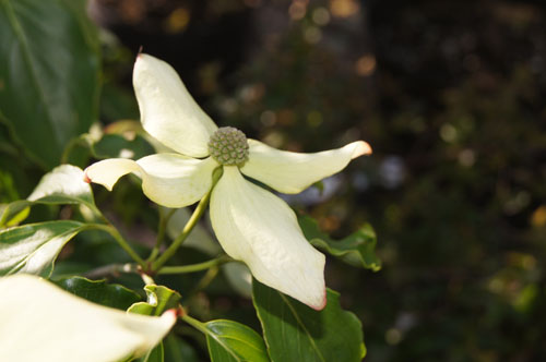 Cornus kousa 'Cherokee'
