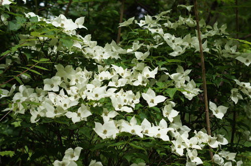 Cornus kousa 'China Girl'