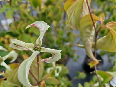 Cornus kousa 'Couronne'