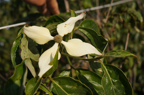 Cornus kousa 'Doubloon'