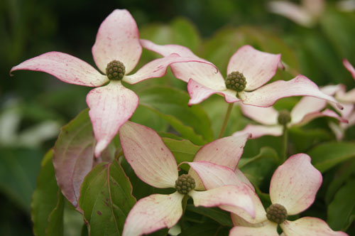 Cornus kousa 'Dwarf Pink'