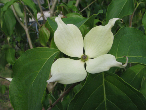 Cornus kousa 'Galilean'