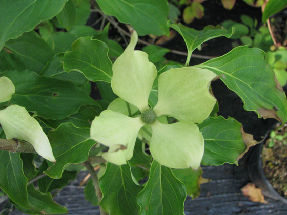 Cornus kousa 'Greensleeves'