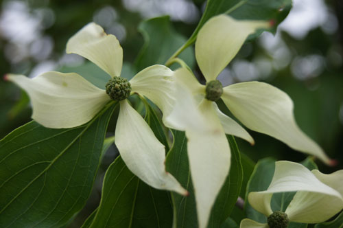 Cornus kousa 'Madame Butterfly'