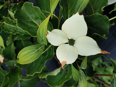 Cornus kousa 'Milky Way' Cornus kousa 'Milky Way'