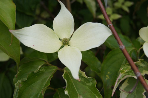 Cornus kousa 'Miss Kim'