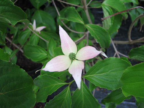 Cornus kousa 'Mount Fuji'
