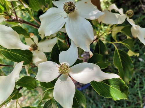 Cornus kousa 'Nicole' Cornus kousa 'Nicole'