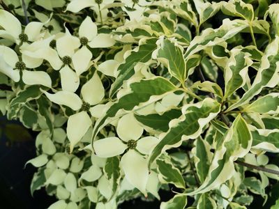 Cornus kousa 'Peve Limbo' Cornus kousa 'Peve Limbo'