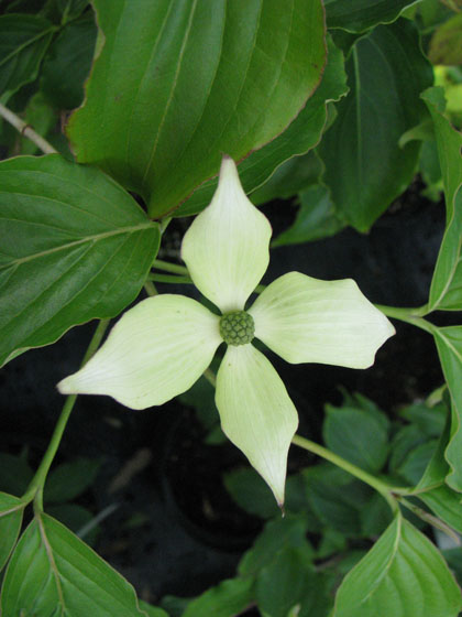 Cornus kousa 'Polywood'