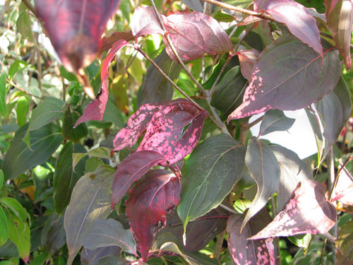 Cornus kousa 'Radiant Rose'