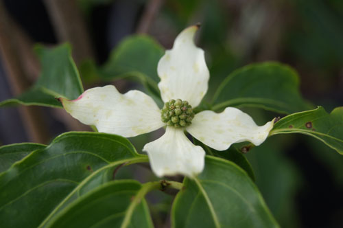 Cornus kousa 'Robert's Selectie'