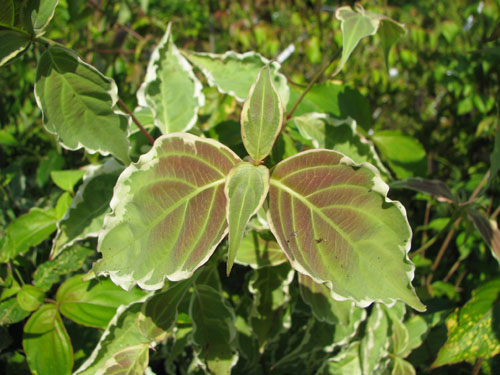Cornus kousa 'Samaritan'