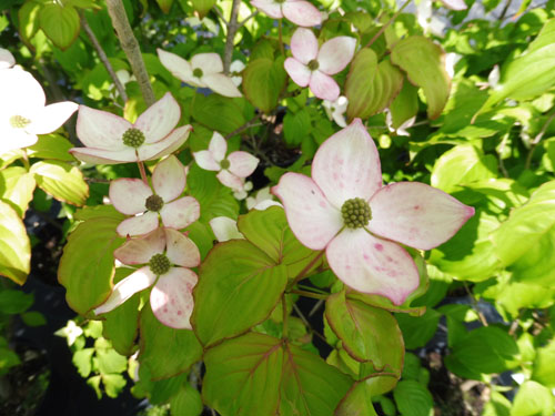 Cornus kousa 'Satomi' Cornus kousa 'Satomi'