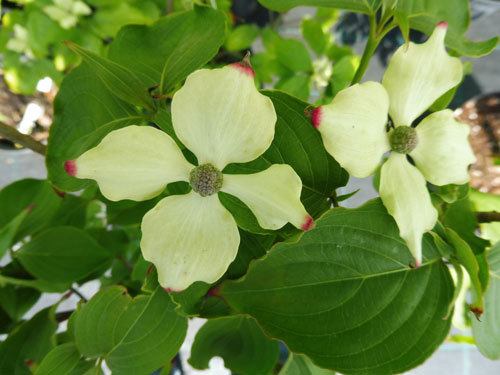 Cornus kousa 'Schmetterling' Cornus kousa 'Schmetterling'