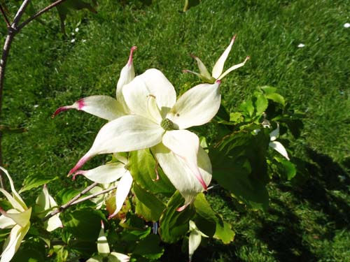 Cornus kousa 'Summer Stars'