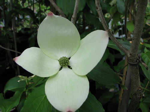 Cornus kousa 'Teutonia' Cornus kousa 'Teutonia'