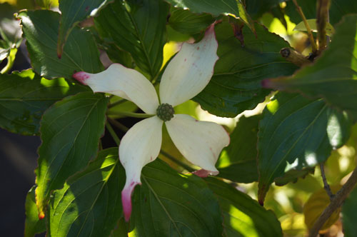 Cornus kousa 'Ticknor's Choice'