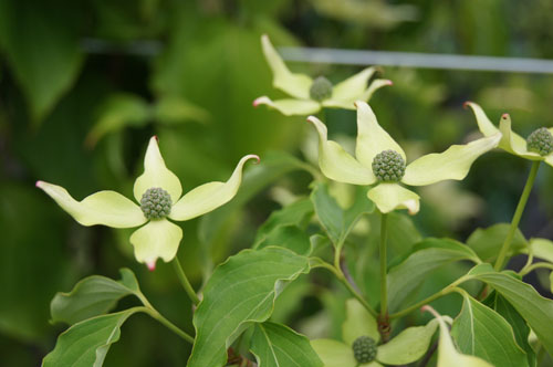 Cornus kousa 'Weisse Fontaine'