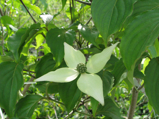 Cornus kousa 'Whirlwind'