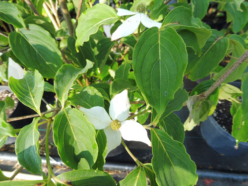 Cornus kousa 'White Giant' Cornus kousa 'White Giant'