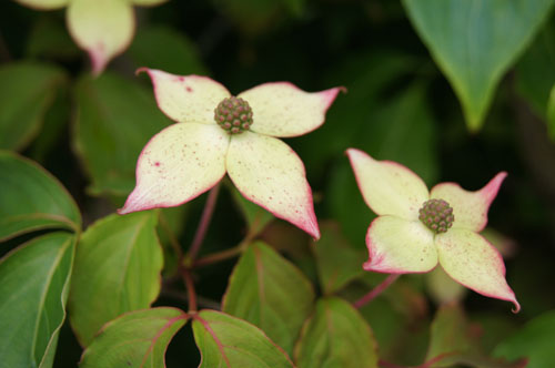 Cornus kousa 'Wieting Select' Cornus kousa 'Wieting Select'