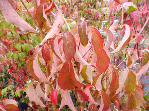 Cornus kousa var.chinensis